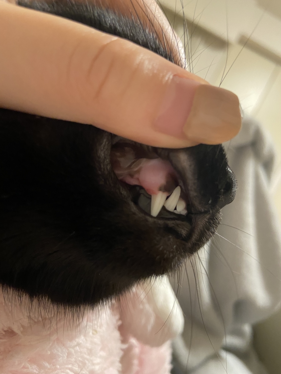 f:id:ShijiaCHEN:20211202194226j:plain