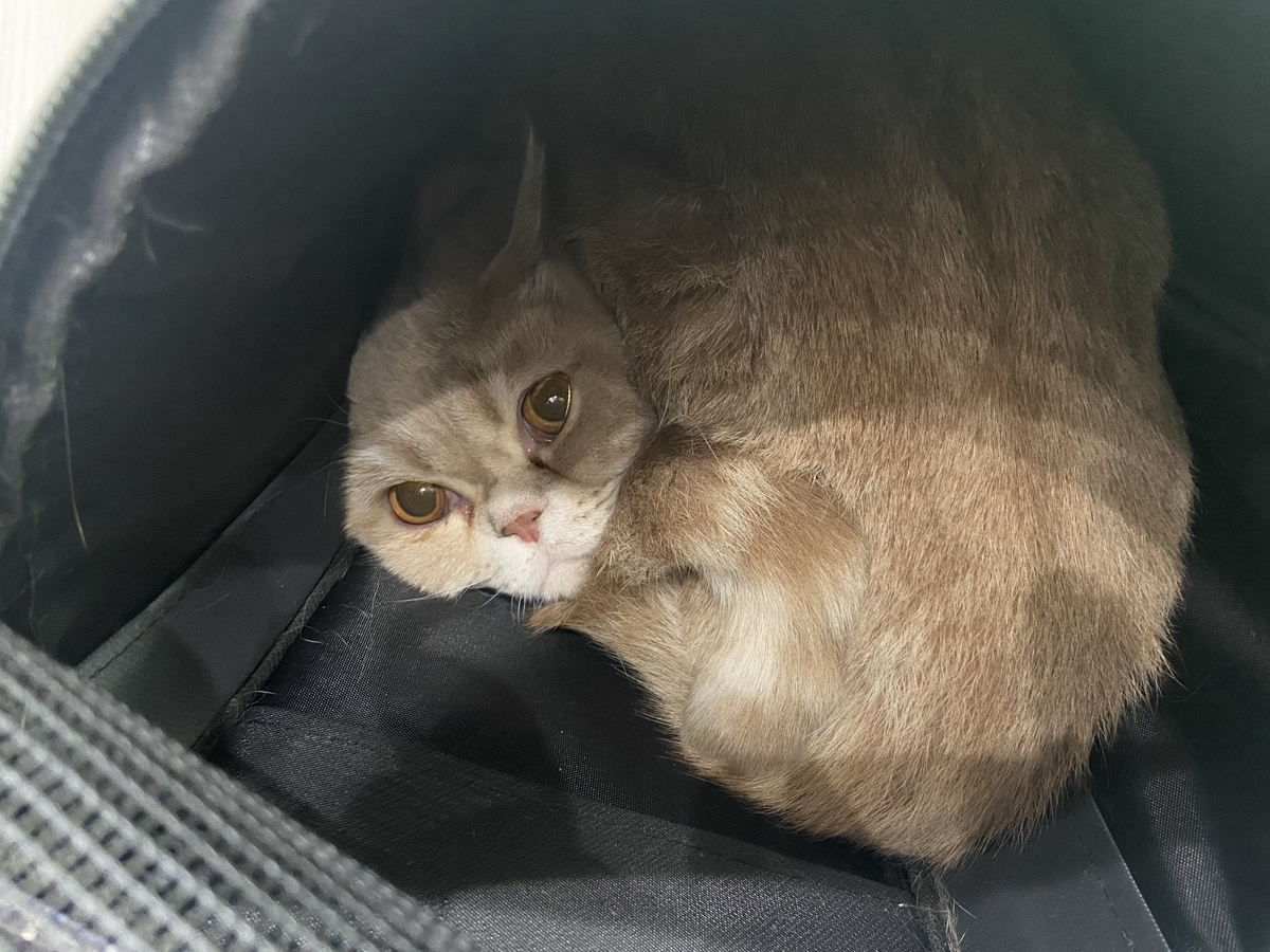 f:id:ShijiaCHEN:20211202194245j:plain