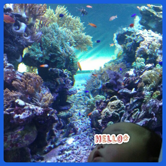 f:id:ShimaKo:20171220225720j:image f:id:ShimaKo:20171220225720j:image