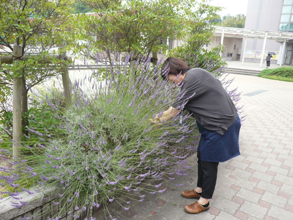 f:id:Shimadai_Lib:20170620124813j:plain f:id:Shimadai_Lib:20170620124813j:plain