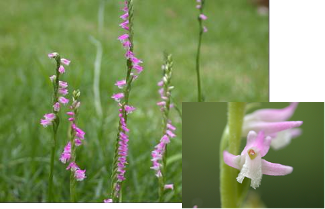 湘南四季の花 Summer 宮沢賢治と橄欖の森