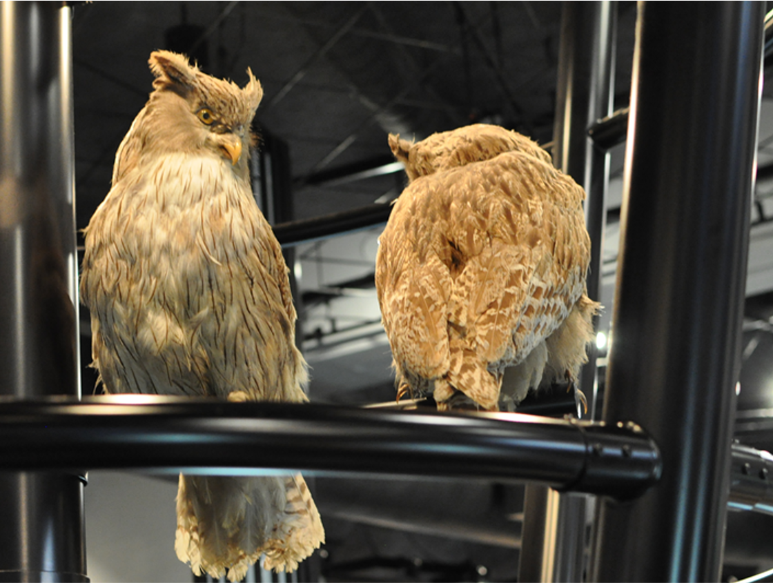 ぬいぐるみ　銀河鉄道の夜　猫　カムパネリラ　ザネリ　 不思議な鳥捕り　宮沢賢治 m66934179545_1.jpg?1746860259