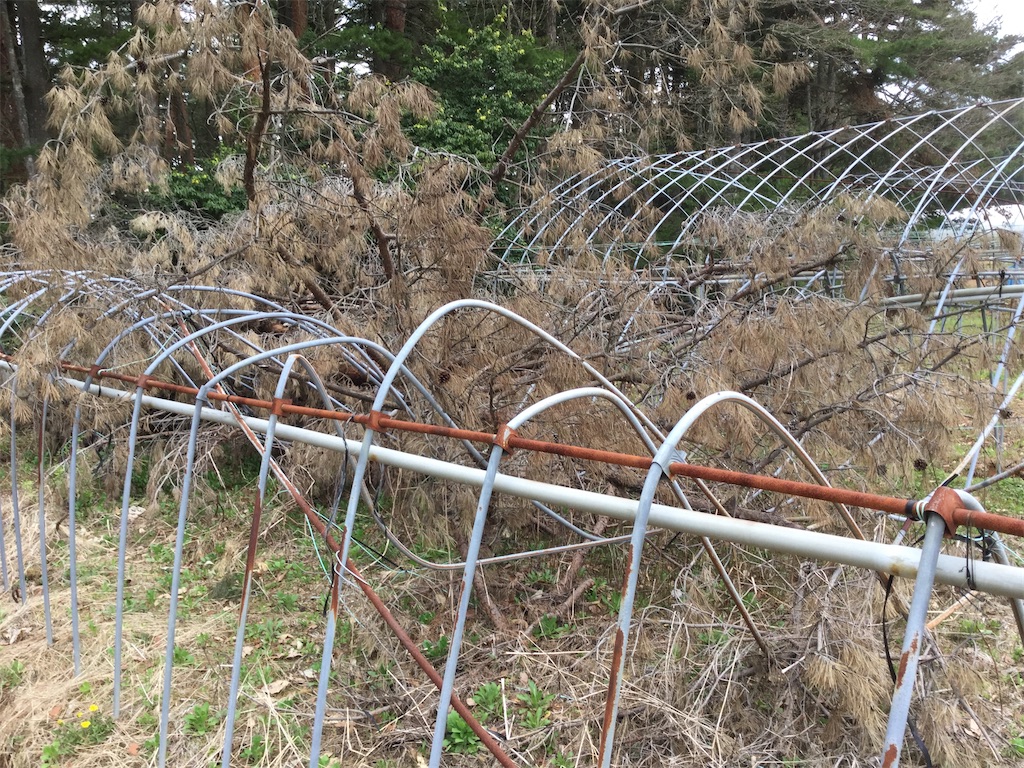 f:id:Shinba_farm:20220111223326j:image f:id:Shinba_farm:20220111223326j:image