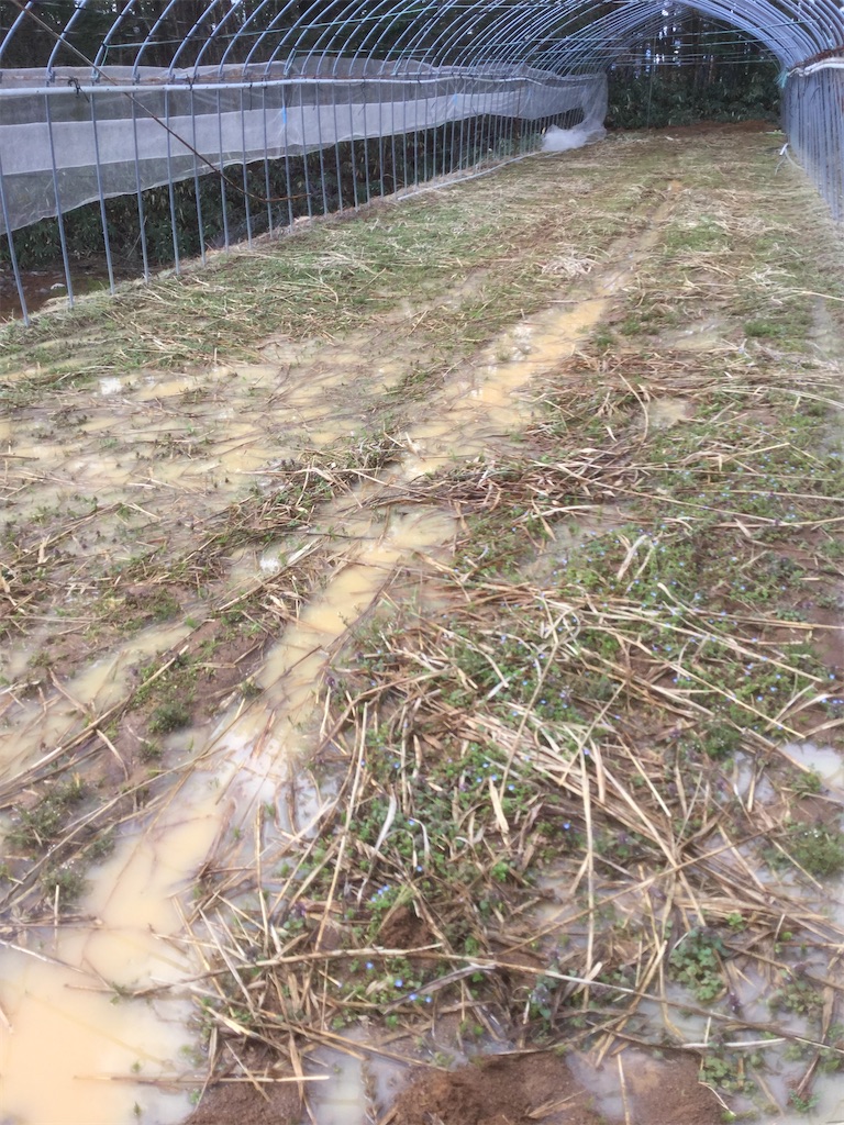 f:id:Shinba_farm:20220111223347j:image f:id:Shinba_farm:20220111223347j:image