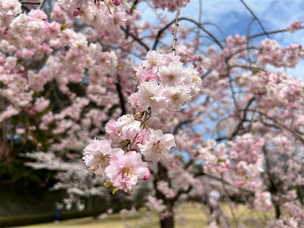 f:id:Shinjuku_3chome:20240410161948j:image