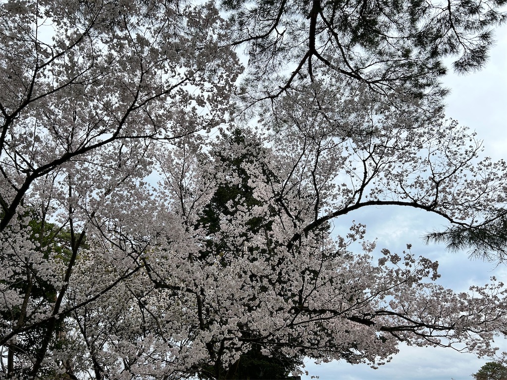 f:id:Shinjuku_3chome:20240413215557j:image