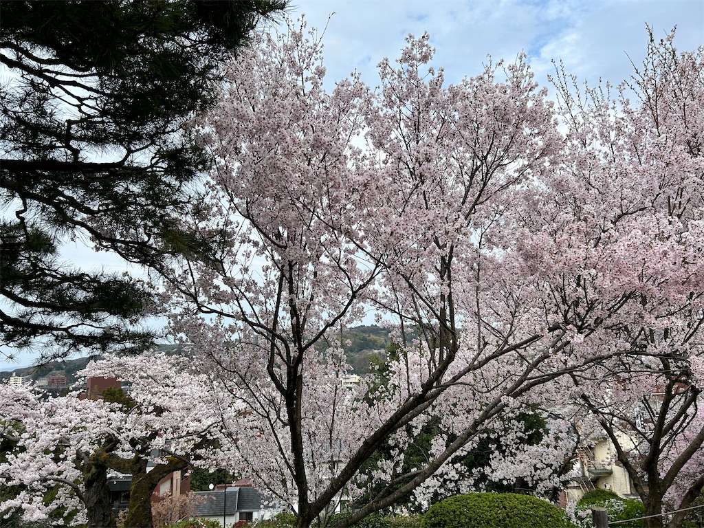 f:id:Shinjuku_3chome:20240413220607j:image