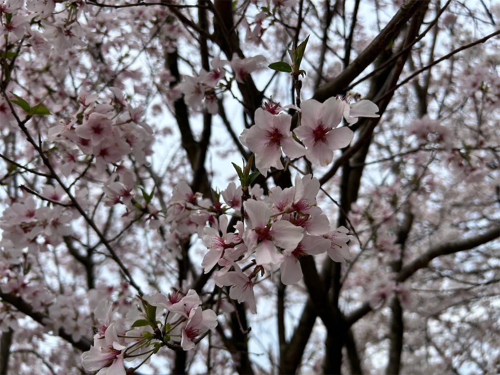 f:id:Shinjuku_3chome:20240413220610j:image