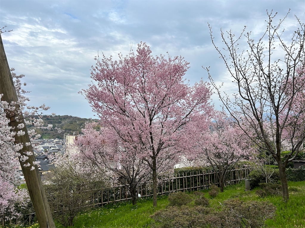f:id:Shinjuku_3chome:20240413220742j:image