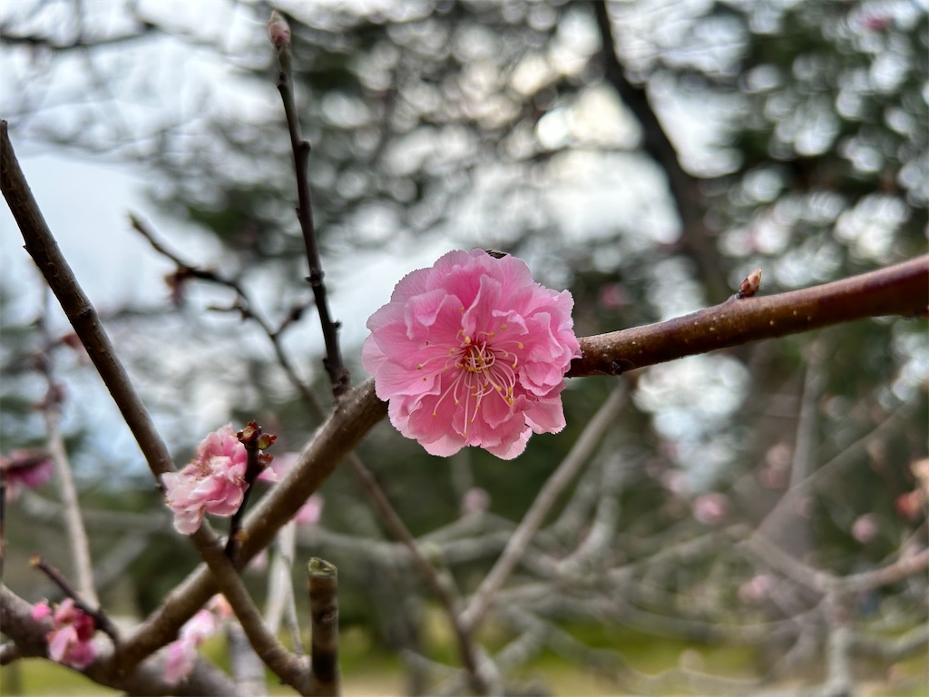 f:id:Shinjuku_3chome:20240413223511j:image
