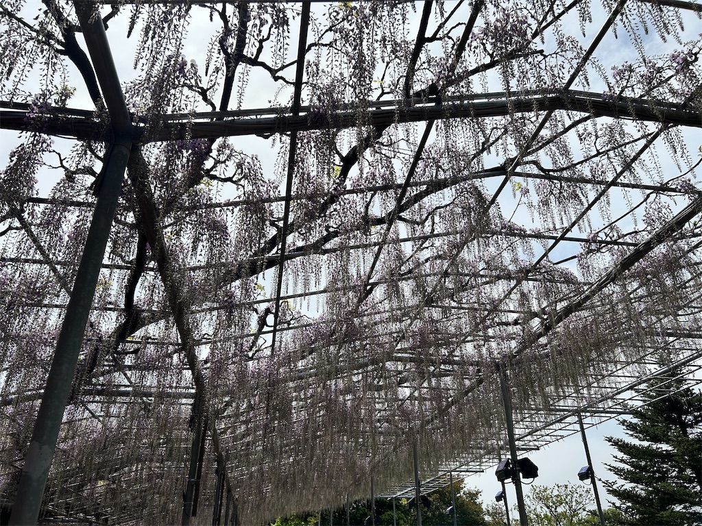 f:id:Shinjuku_3chome:20240425081830j:image