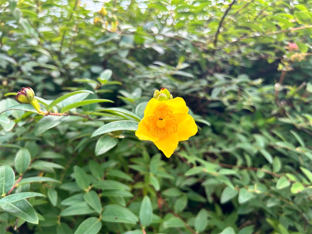 f:id:Shinjuku_3chome:20240731154330j:image