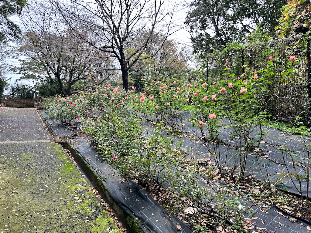 f:id:Shinjuku_3chome:20241121145351j:image