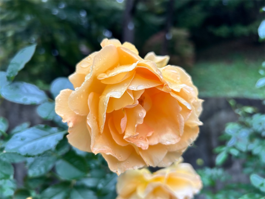 f:id:Shinjuku_3chome:20241121161540j:image
