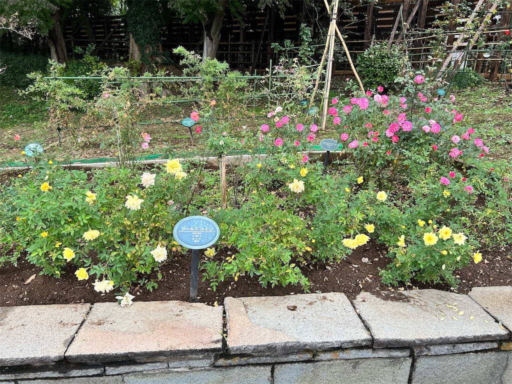 f:id:Shinjuku_3chome:20241121164150j:image