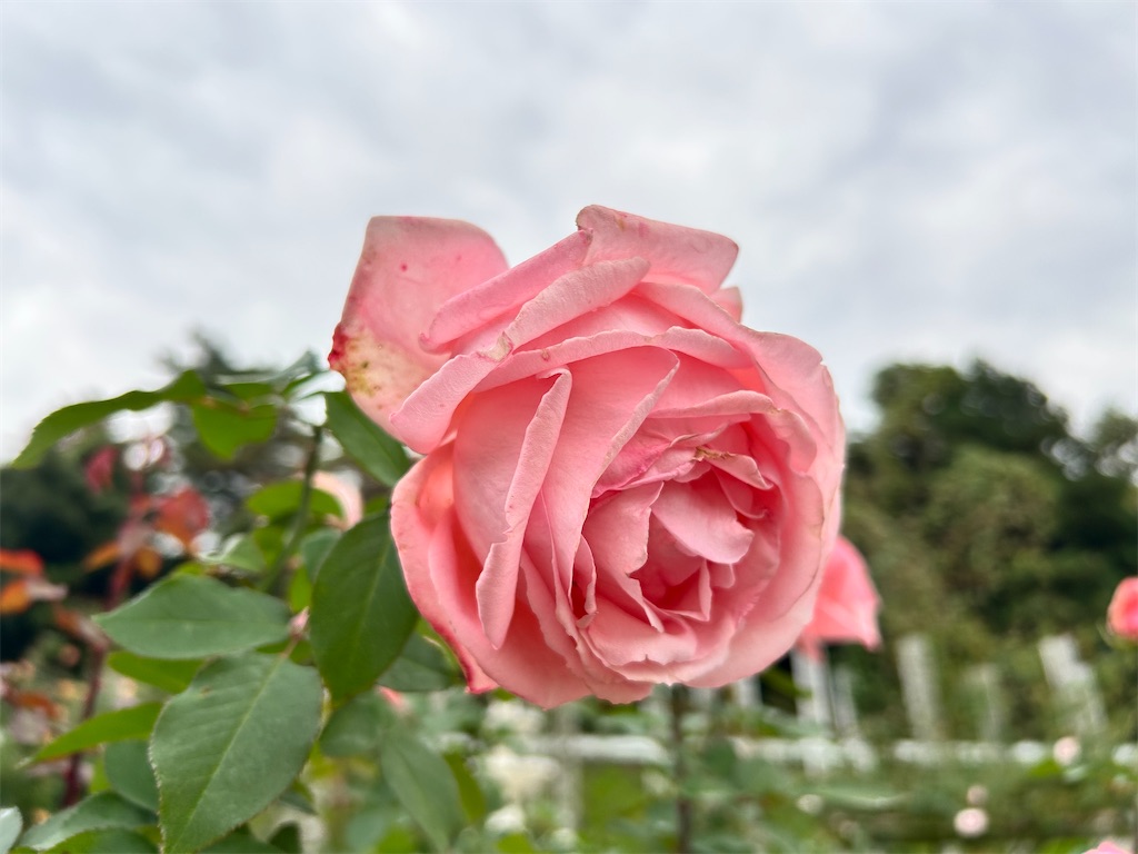 f:id:Shinjuku_3chome:20241121170857j:image