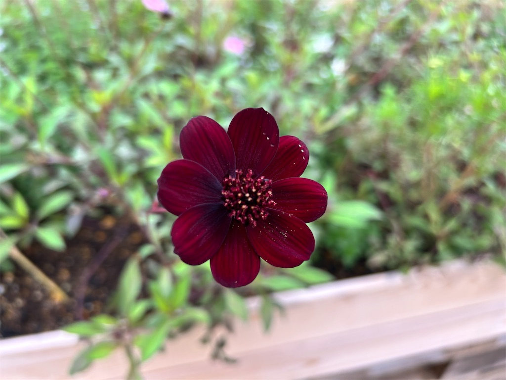 f:id:Shinjuku_3chome:20241123083110j:image