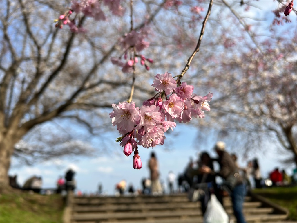 f:id:Shinjuku_3chome:20250402145557j:image