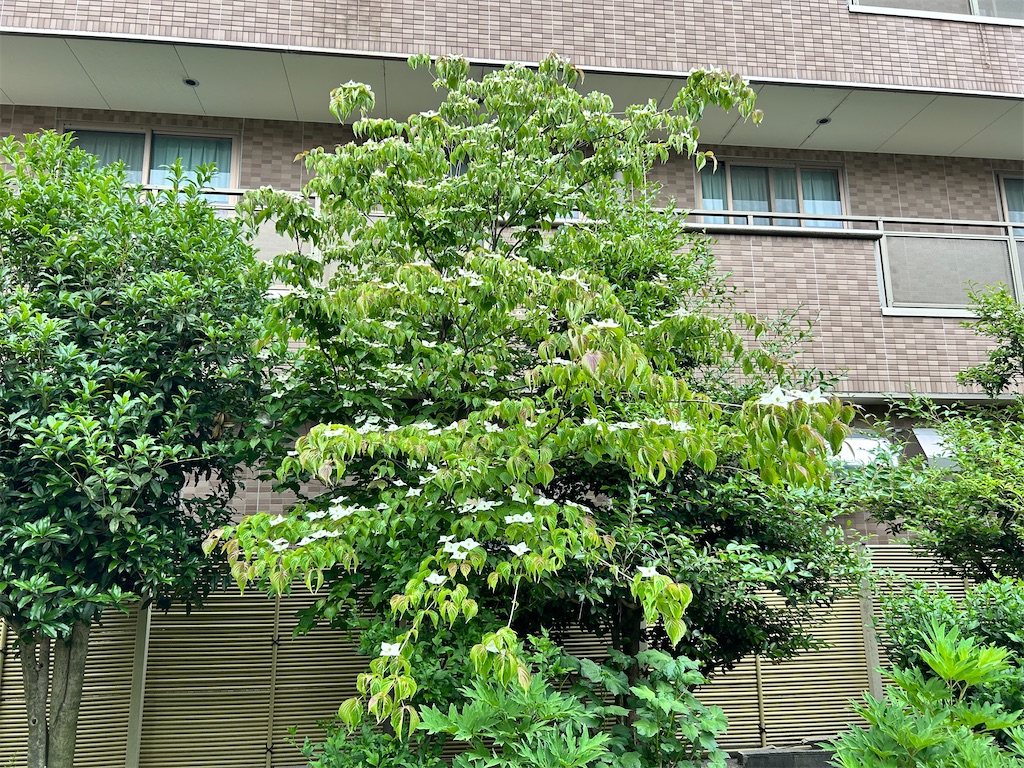 f:id:Shinjuku_3chome:20250526181604j:image