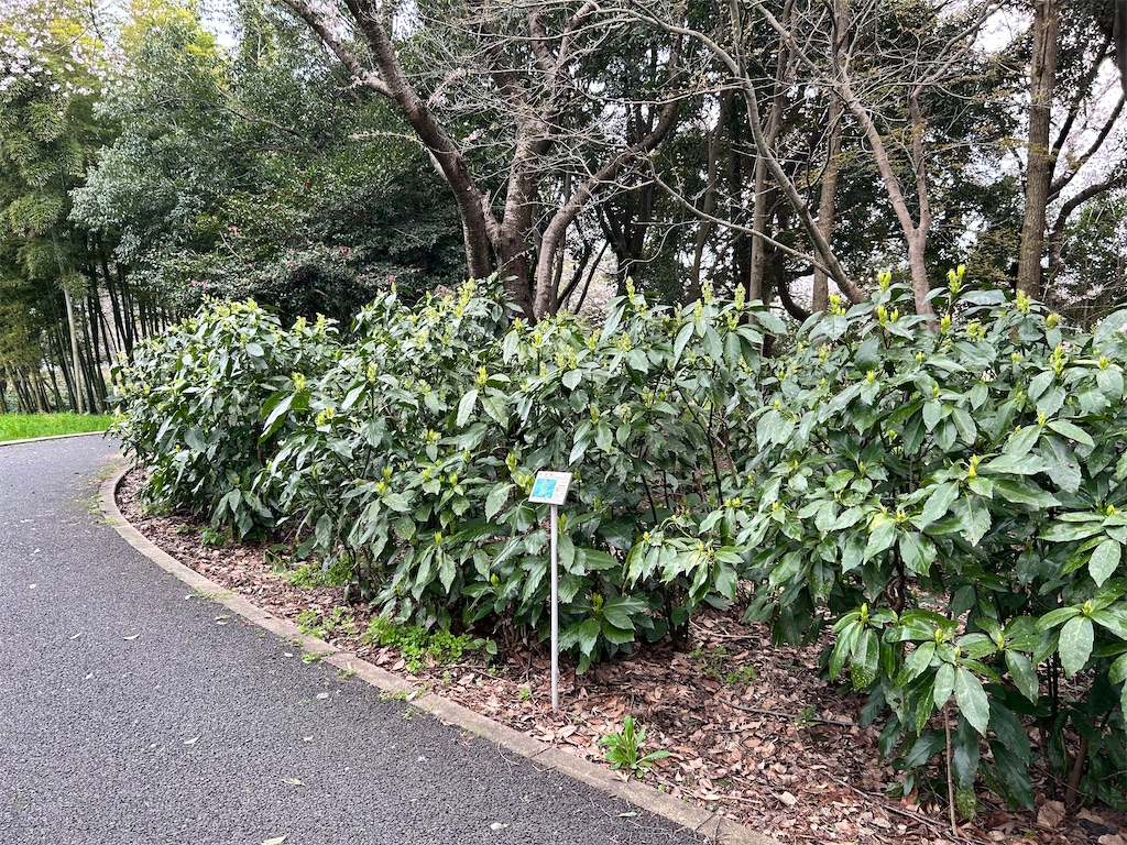 f:id:Shinjuku_3chome:20260405120023j:image
