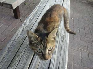 猫