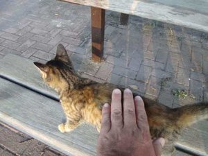 猫