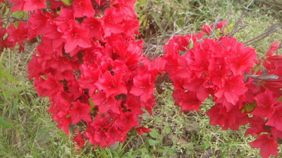 春の花