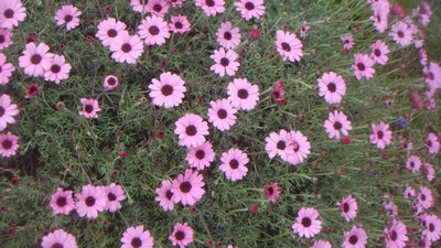 春の花
