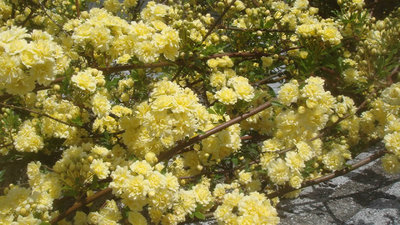 春の花