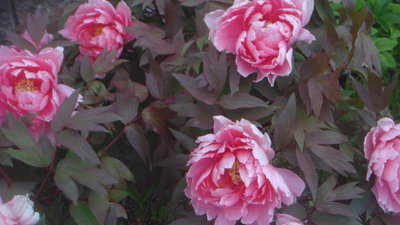 春の花