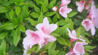 春の花