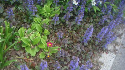 春の花