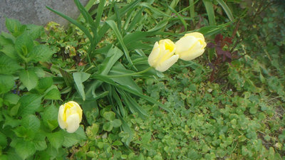 春の花
