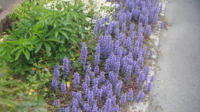 春の花