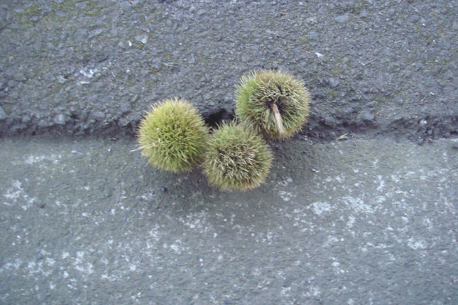 栗