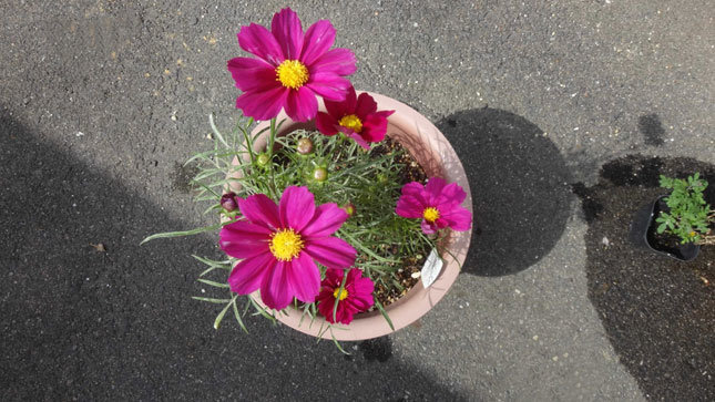 秋桜