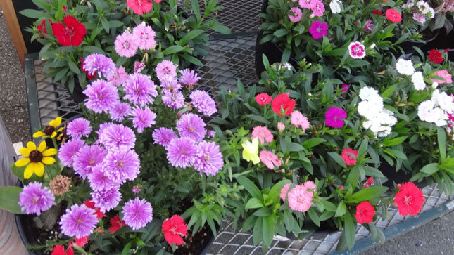 綺麗な花たち