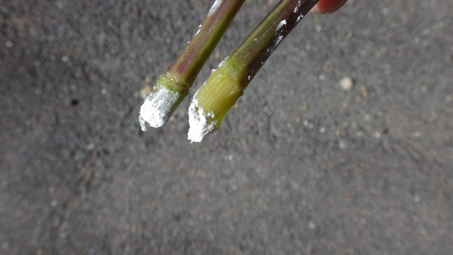 ルートンを切り口につけた