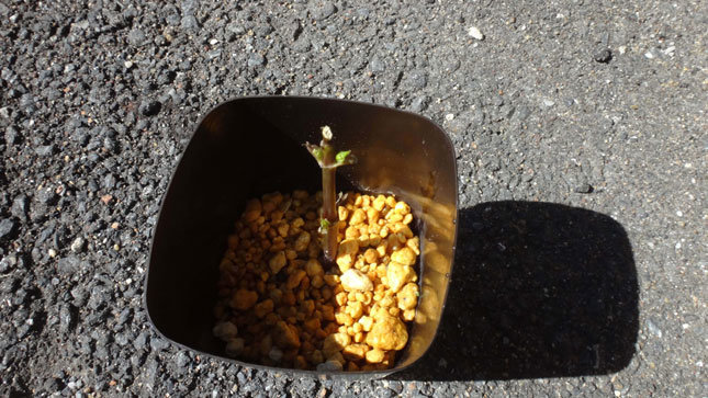 挿し木で芽が出た