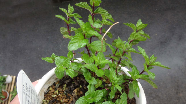 ミント