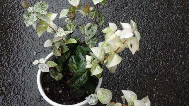 初雪かずら