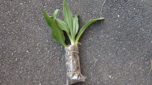 万年青