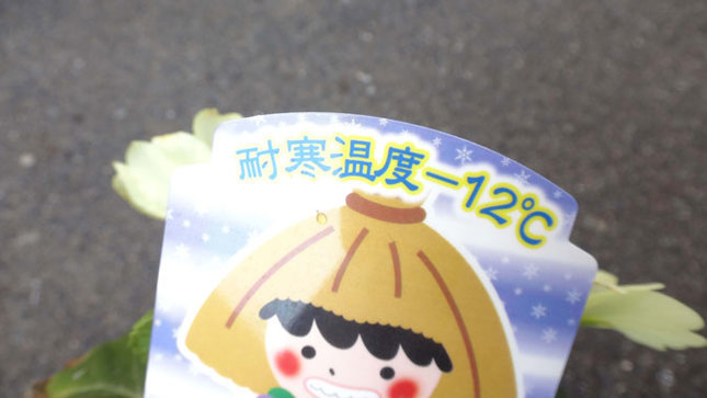 耐寒温度-12℃