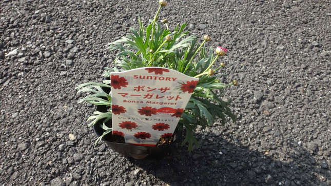 ボンザマーガレット ルビー