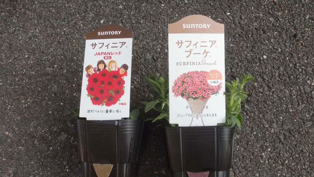サフィニア JAPANレッド 限定&サフィニアブーケZキューティーピーチ