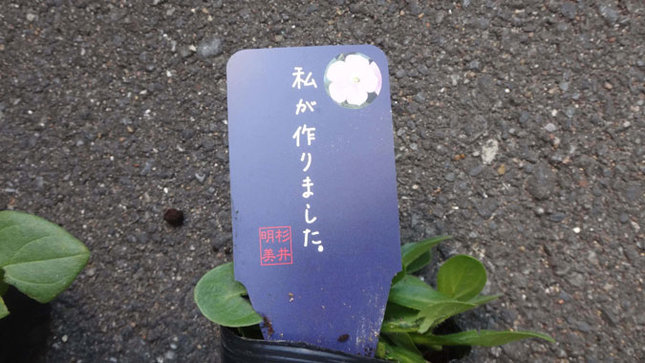 杉井明美のペチュニアクラブ さくらさくら