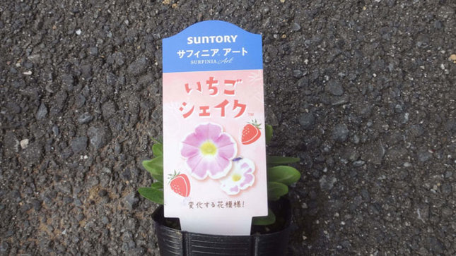 サントリーフラワーズ サフィニアアート いちごシェイク