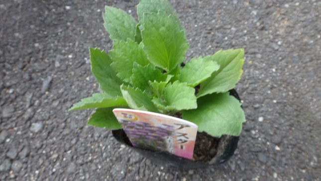 アスター