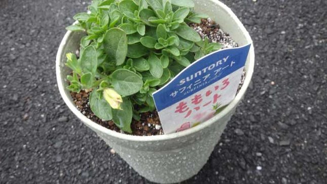 ももいろハート 花芽があがった