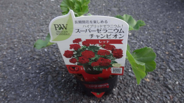 PW スーパーゼラニウム チャンピオン レッド